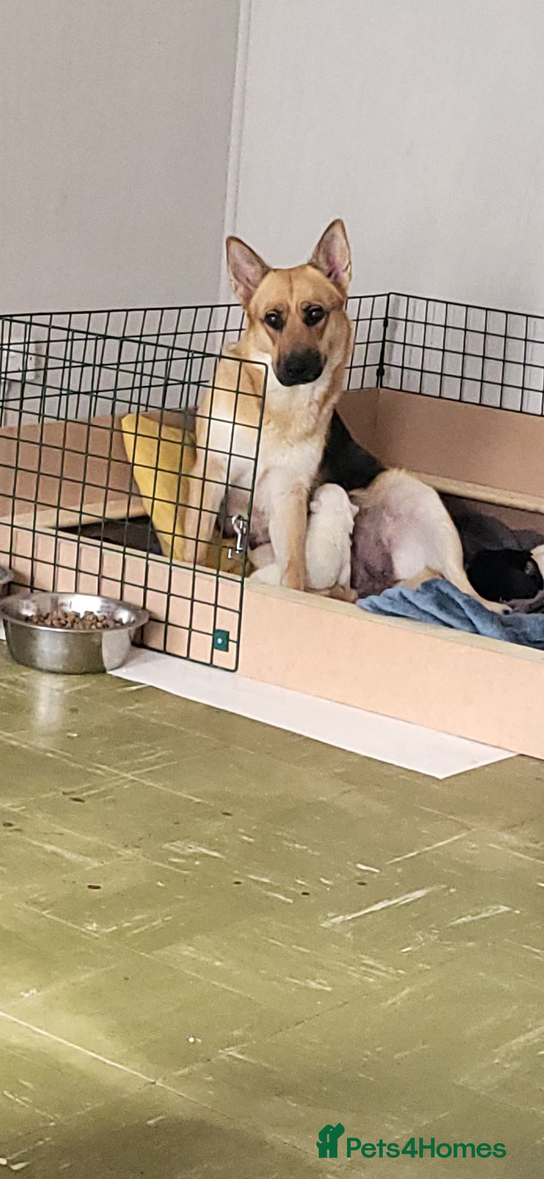 German Shepherd dogs for sale: 4 german shepherd puppy's available  - Image 1