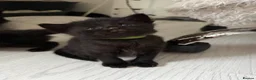 Mixed Breed cats for sale: 5 Beautiful Black Mixed Breed Kittens - Advert 2