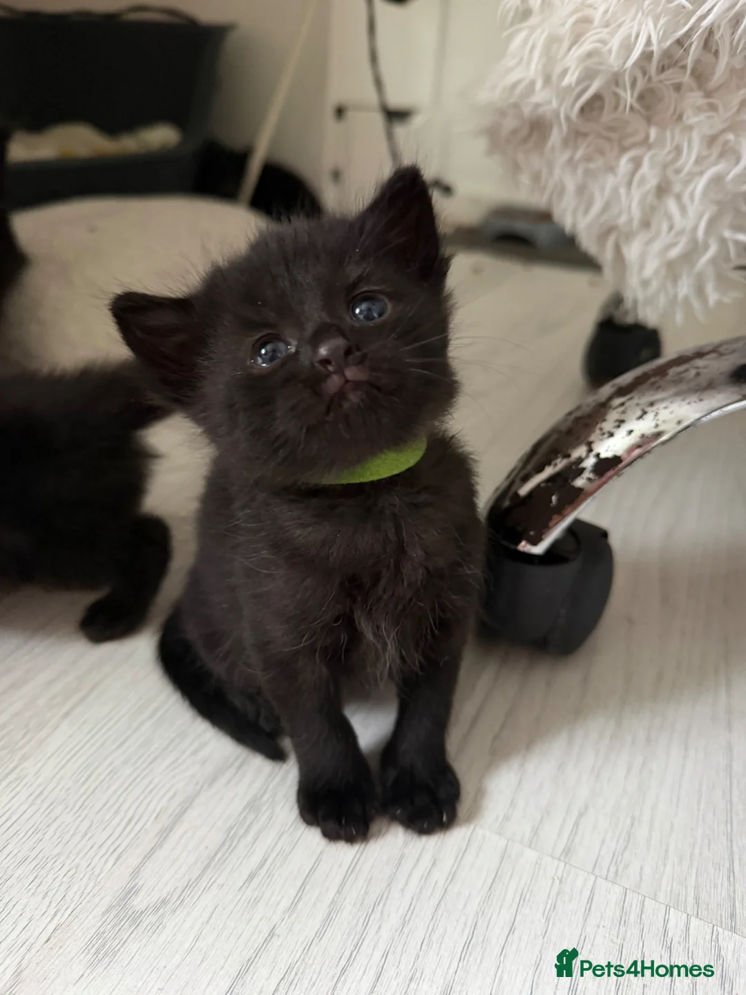 Mixed Breed cats for sale: 5 Beautiful Black Mixed Breed Kittens - Advert 2