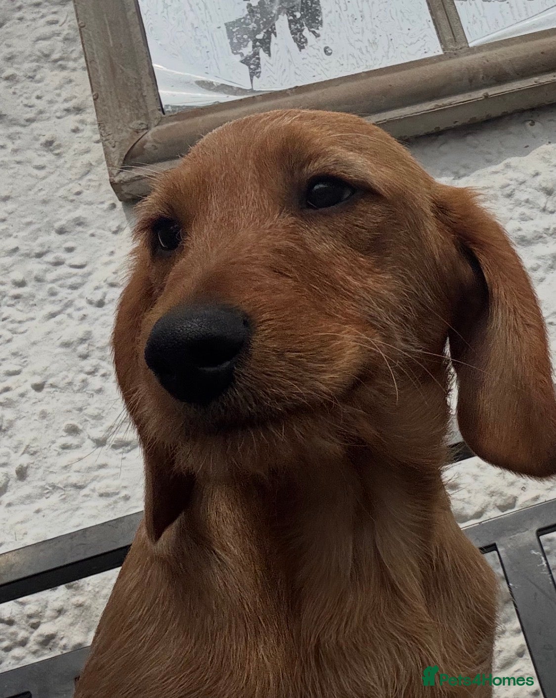 Labradoodle dogs Beautiful health tested Labradoodle Puppies  - Advert 2