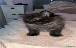 Persian cats for sale: Pershadoll’s 😍half Pershian half Ragdoll. - Image 4