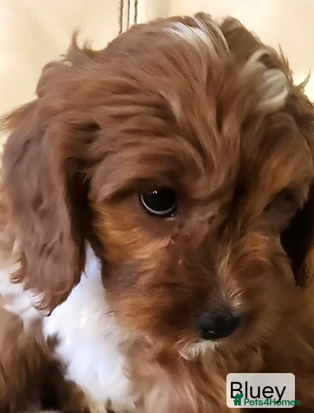 Cavapoo dogs for sale: Miniature Cavapoo Puppies – Home Reared !!! - Advert 20