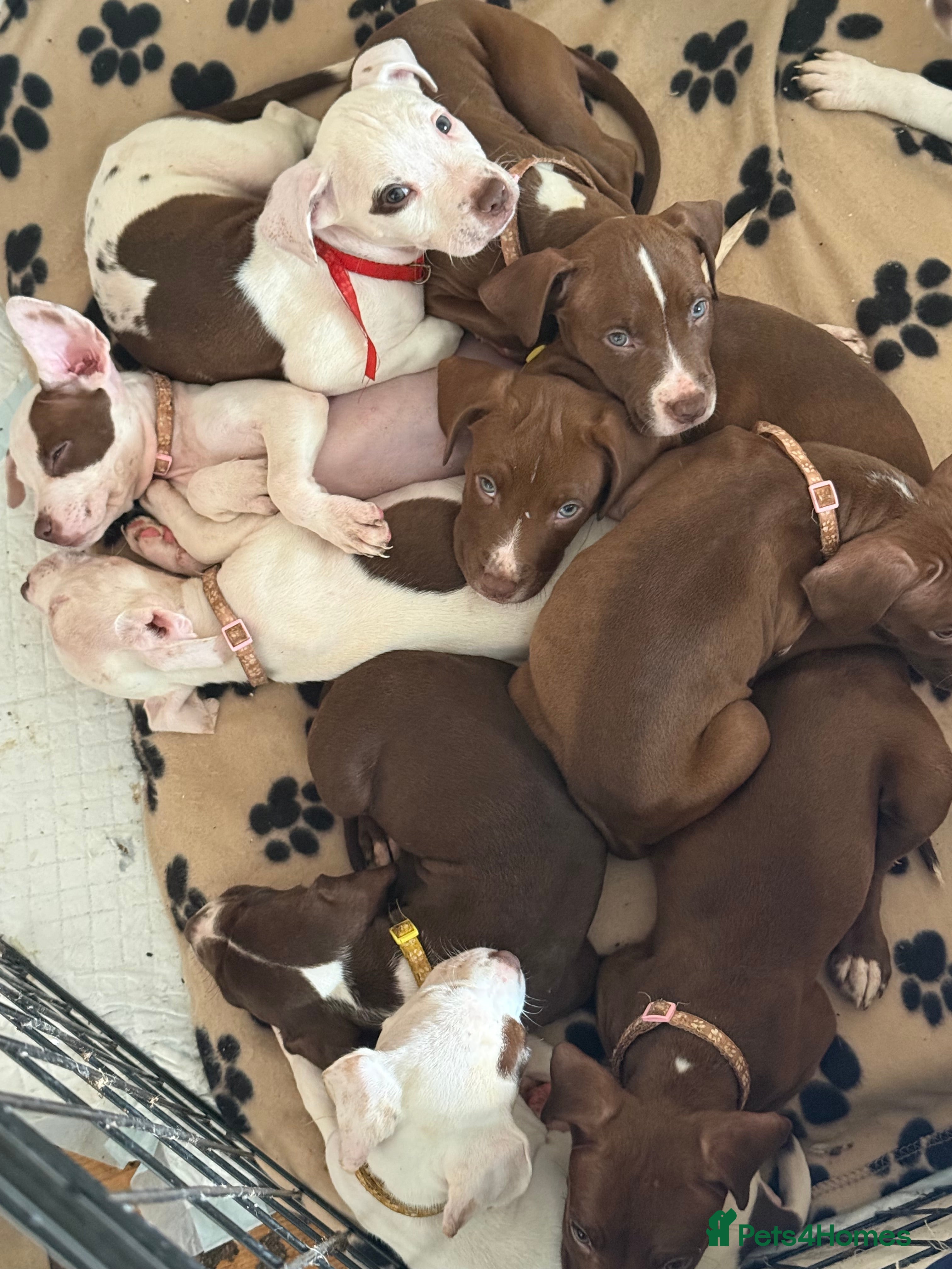 Mixed Breed dogs Spaniel crossed  - Advert 17