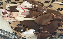 Mixed Breed dogs for sale: Spaniel crossed  - Image 1