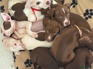 Mixed Breed dogs - Advert 1