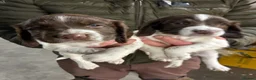 English Springer Spaniel dogs for sale: Chunky English Springer Spaniel Pups  - Advert 15
