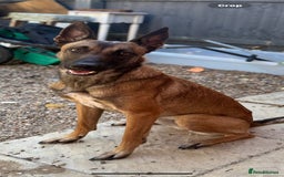 Belgian Shepherd Dog dogs for sale: Belgian malinois  - Image 14