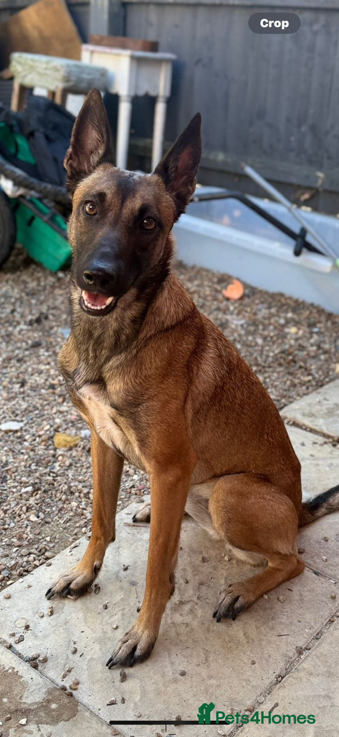Belgian Shepherd Dog dogs for sale: Belgian malinois  - Image 14