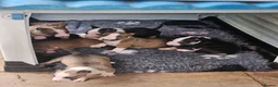 English Bull Terrier dogs for sale: English bullterrier pups for sale - Advert 18