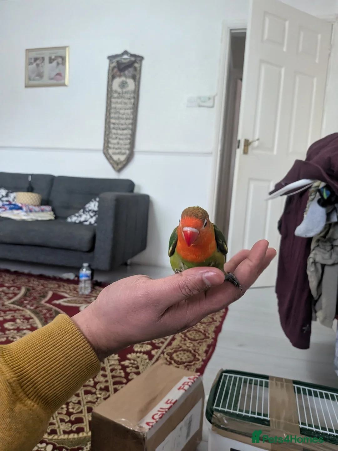 Lovebirds birds for sale: Hand Tamed Baby Love Birds🦜 - Advert 2