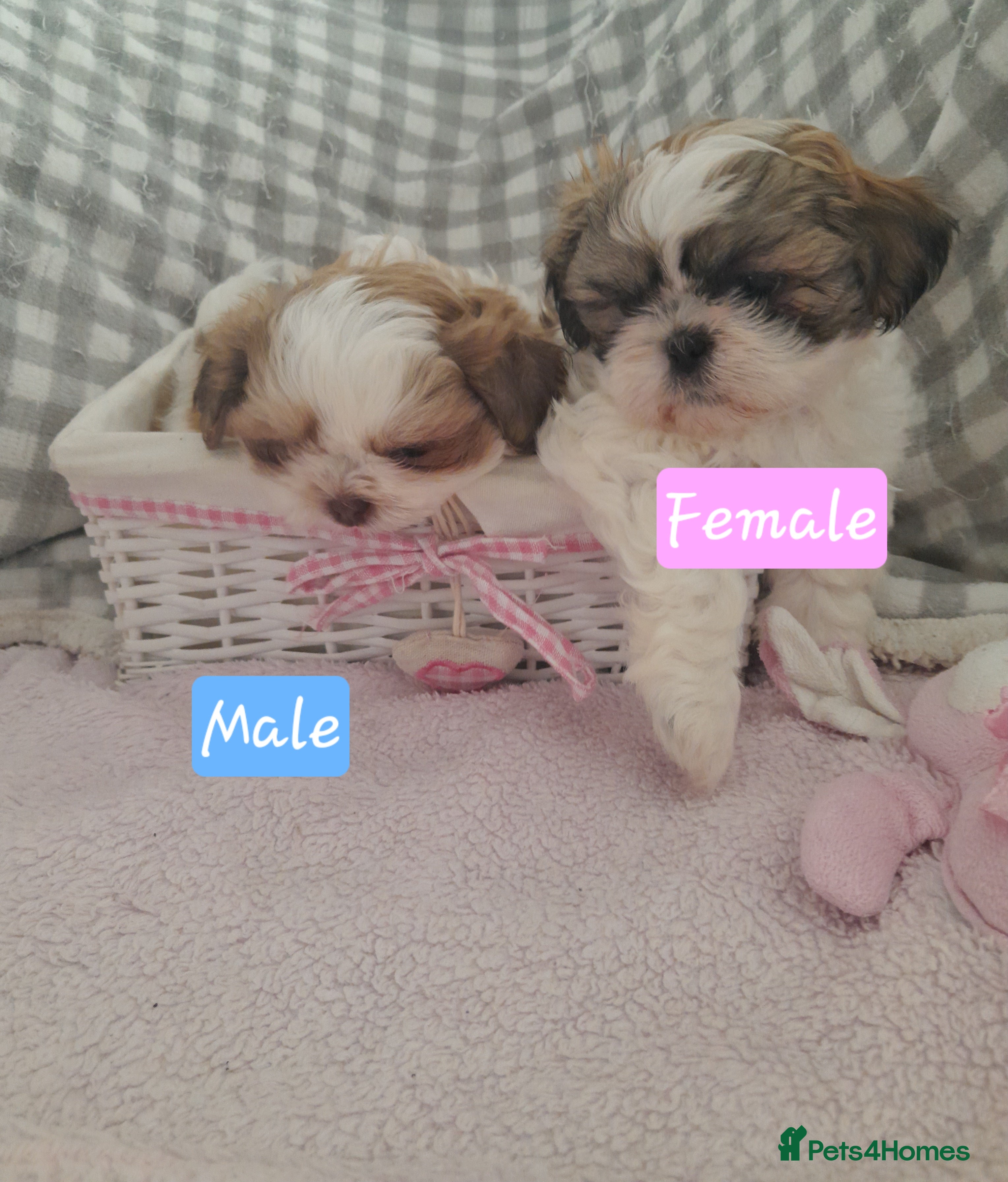 Shih Tzu dogs Shih tzu puppies 🐶🐾 - Advert 1