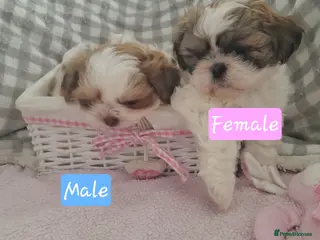 Shih Tzu dogs Shih tzu puppies 🐶🐾 - Advert 1