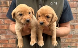 Labrador Retriever dogs for sale: KC Registered Labrador Puppies - Image 3