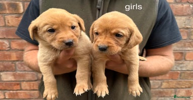 Labrador Retriever dogs - Advert 3