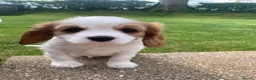 Cavalier King Charles Spaniel dogs for sale: Beautiful Pedigree cavalier King charles - Advert 8