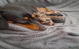 Miniature Dachshund dogs for stud: Stunning Silver Dapple and Tan stud - Image 8