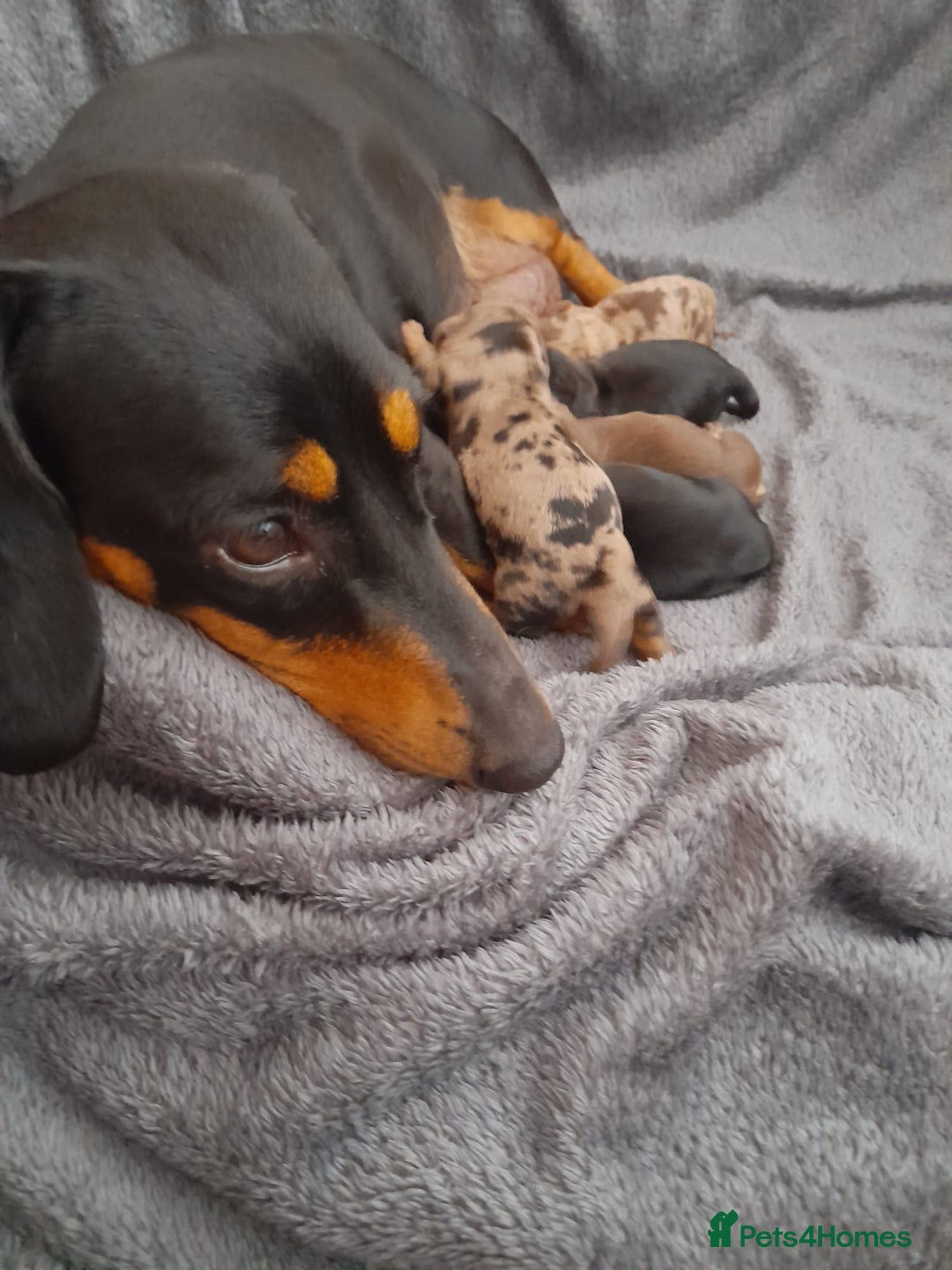 Miniature Dachshund dogs for stud: Stunning Silver Dapple and Tan stud - Image 8