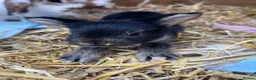 Mini Lop rabbits for sale: Mini lop kits for sale  - Advert 2