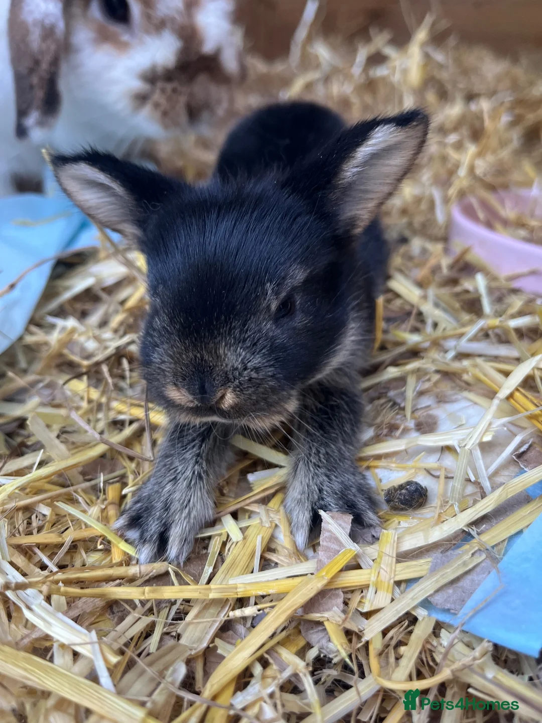 Mini Lop rabbits for sale: Mini lop kits for sale  - Advert 2
