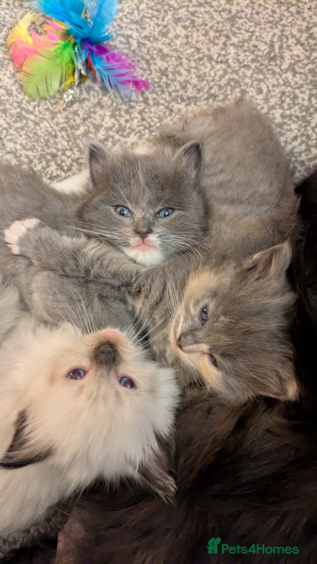 Ragdoll cats for sale: Gorgeous silver tuxedo 7/8 ragdoll boy - Advert 3