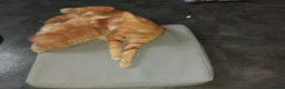Mixed Breed cats for sale: 2 beautiful ginger kittens for sale - Advert 15