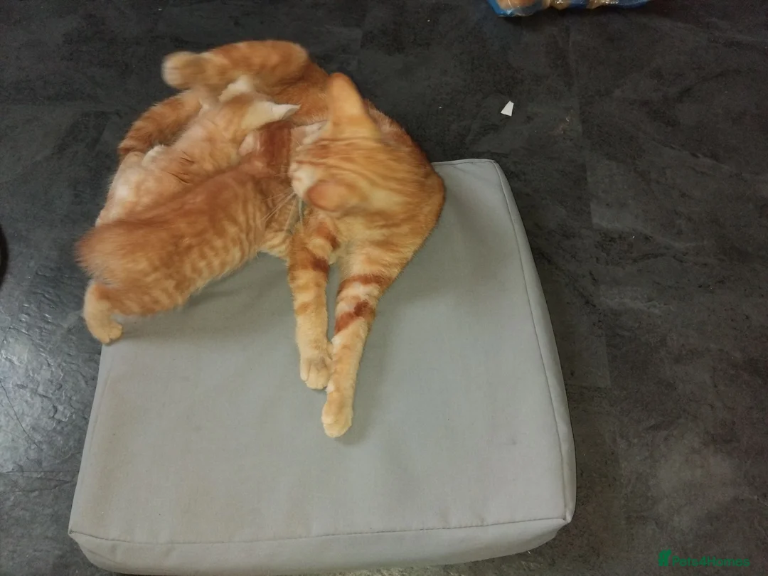 Mixed Breed cats for sale: 2 beautiful ginger kittens for sale - Advert 15