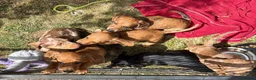 Dachshund dogs for sale: Dachshund Puppies for Sale in Huntingdon - Advert 4