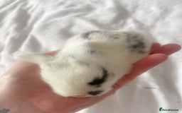 Mini Lop rabbits for sale: Mini lop babies available  - Image 15