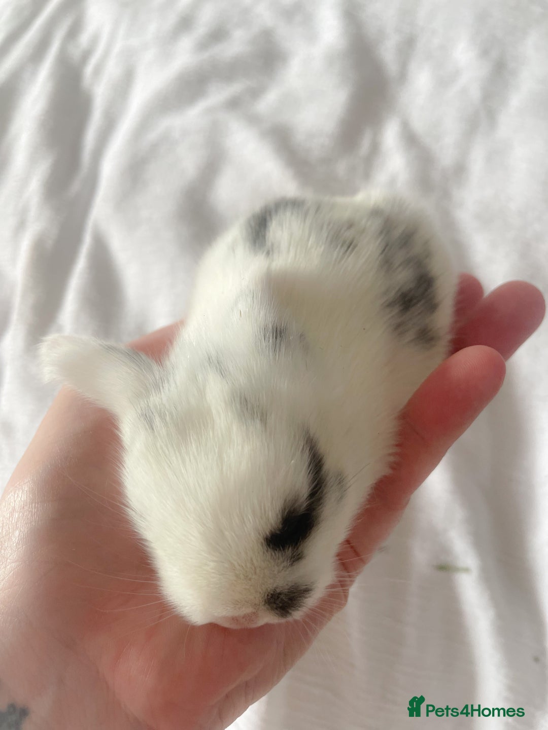 Mini Lop rabbits for sale: Mini lop babies available  - Image 15