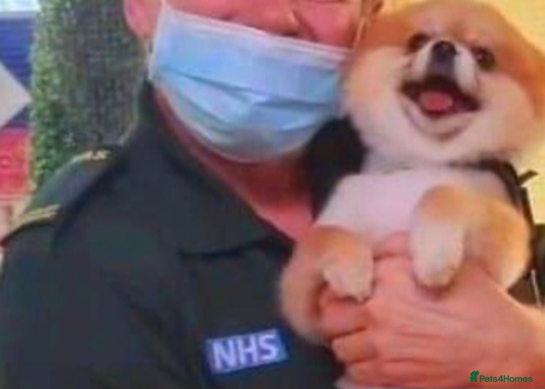 Pomeranian dogs Posh pudding pomeranians 🐾 🐾 🐾 🐾  - Advert 2