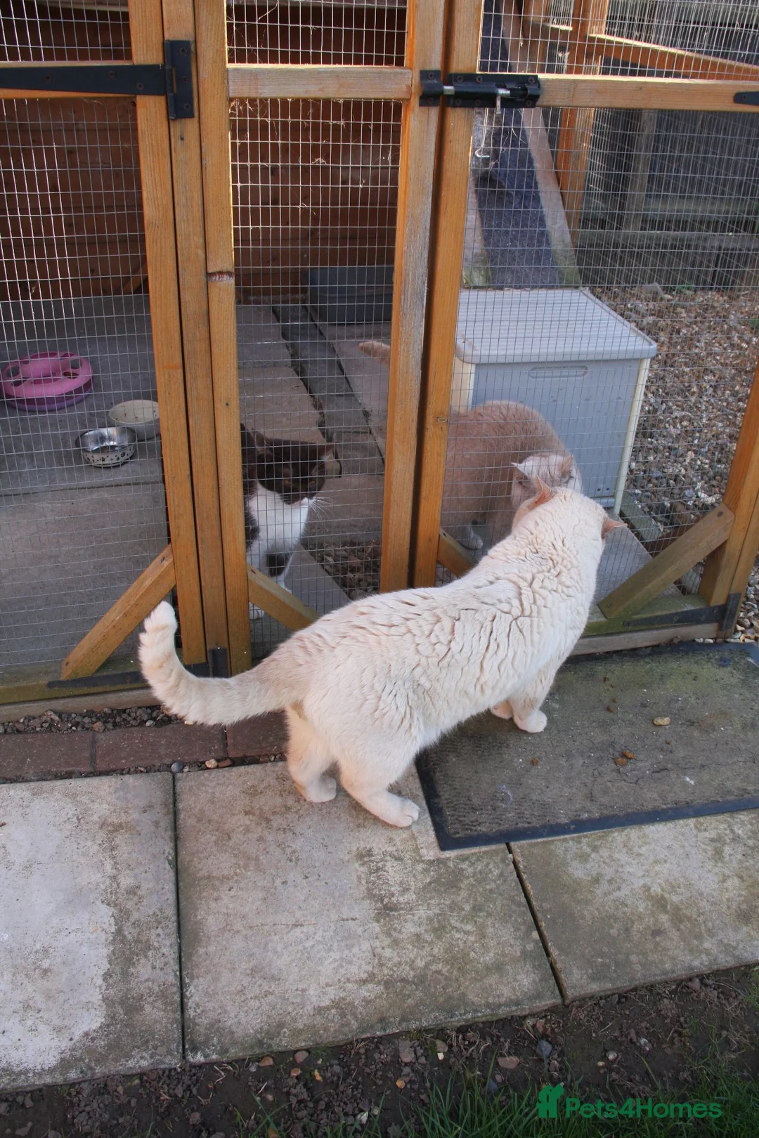 British Shorthair cats for sale: Active adult BSH cats  - Advert 2