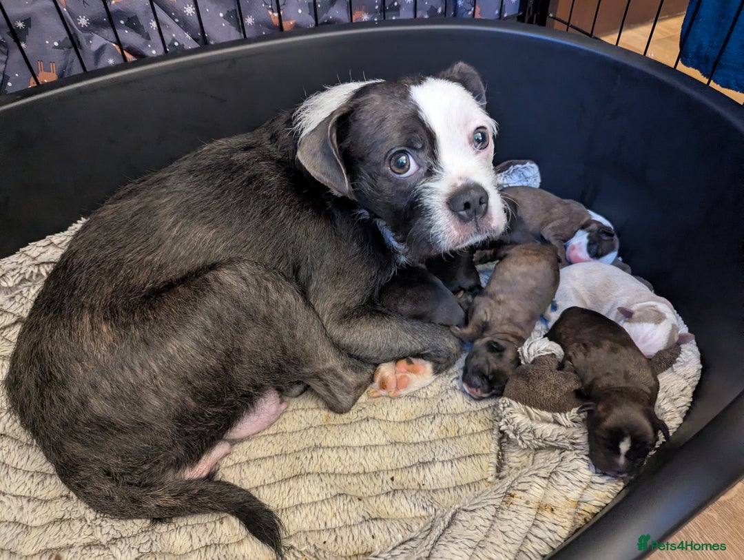 Boston Terrier dogs for sale: Boston X  - Advert 1