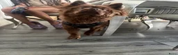 Mixed Breed dogs for sale: Red bear dog cross with frenchie in Dudley - Advert 3