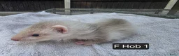 Ferret rodents for sale: Full, Semi & Half Angora Kits - Advert 3