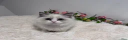 Ragdoll cats for sale: Beautiful TICA registered Ragdoll Kittens  - Advert 14