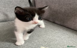 Mixed Breed cats for sale: Two white with black patches kittens  - Image 7