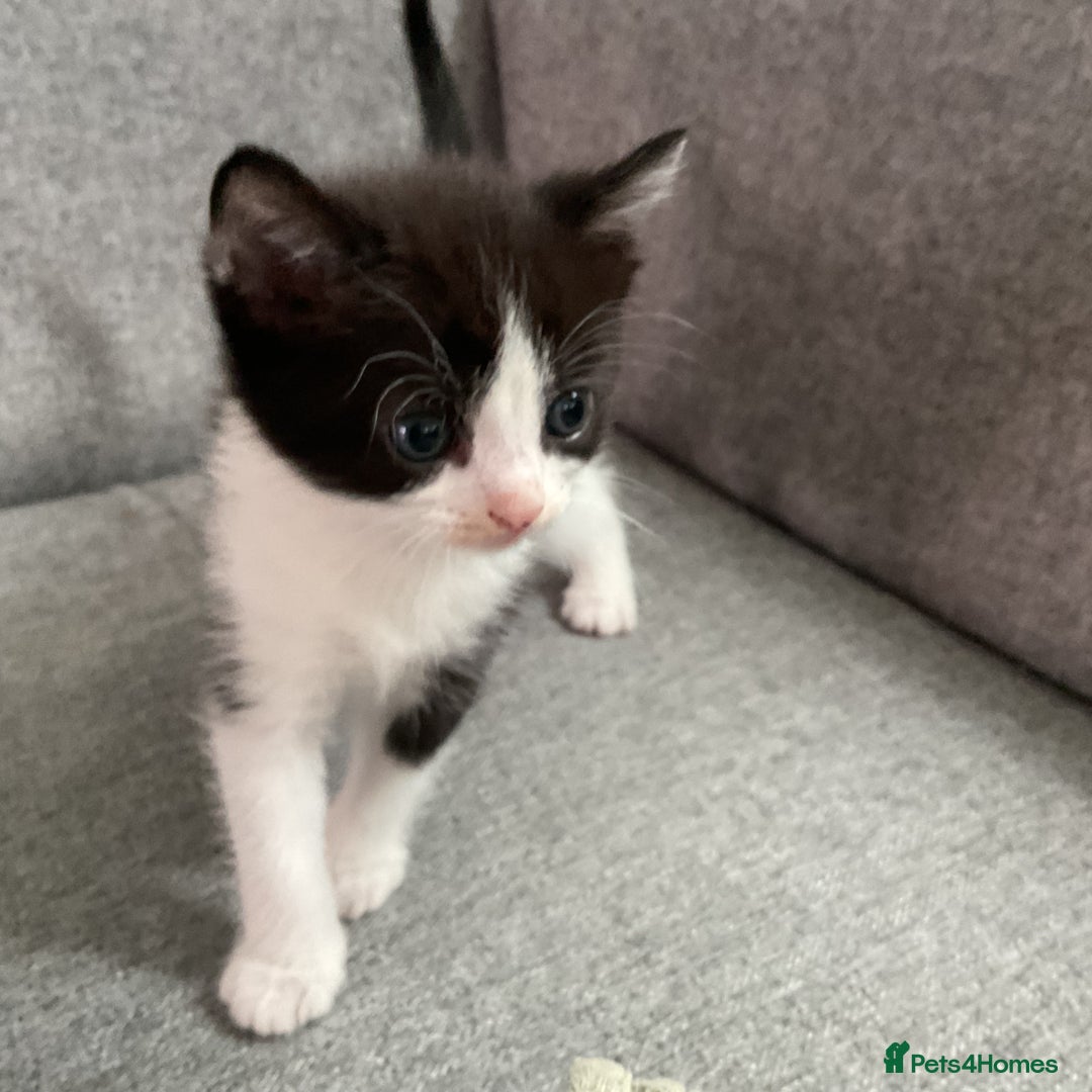 Mixed Breed cats for sale: Two white with black patches kittens  - Image 7