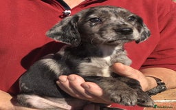 Cockerdor dogs for sale: AMAZING COCKERDOR/COCKADOR PUPPIES - Image 35