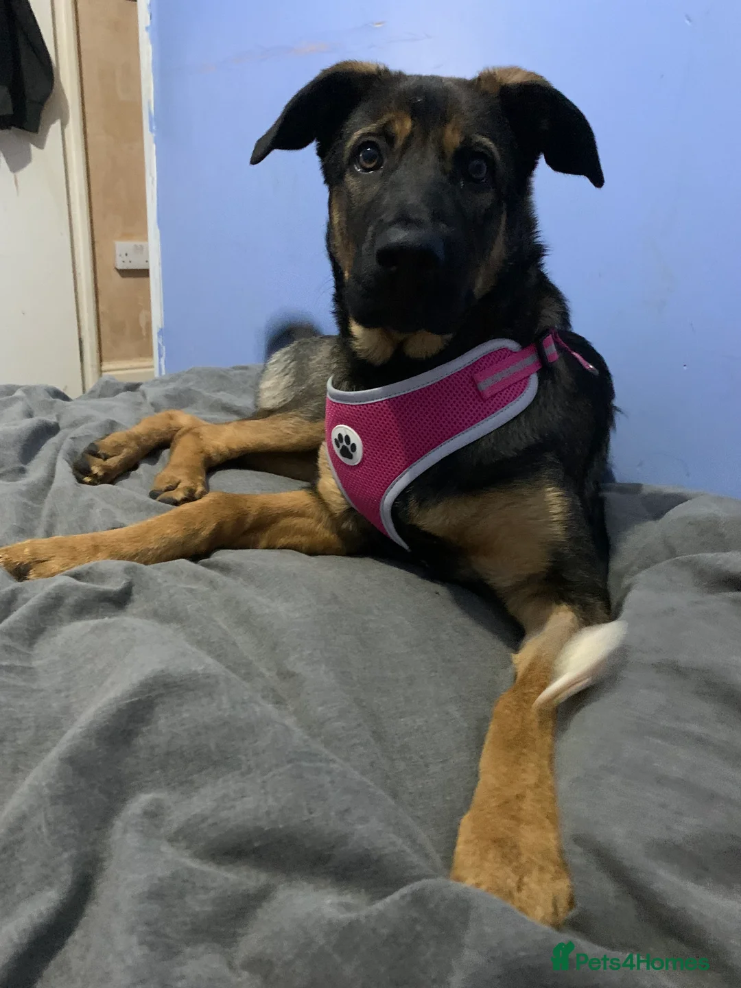 Mixed Breed dogs for sale: Sky female - Advert 4