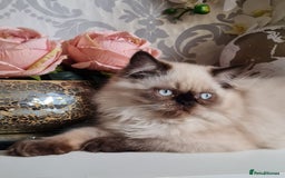 Persian cats for sale: Himalayen persian kittens last boy ready now - Image 4