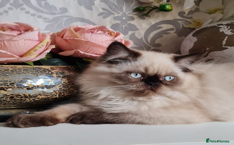 Persian cats - Advert 5