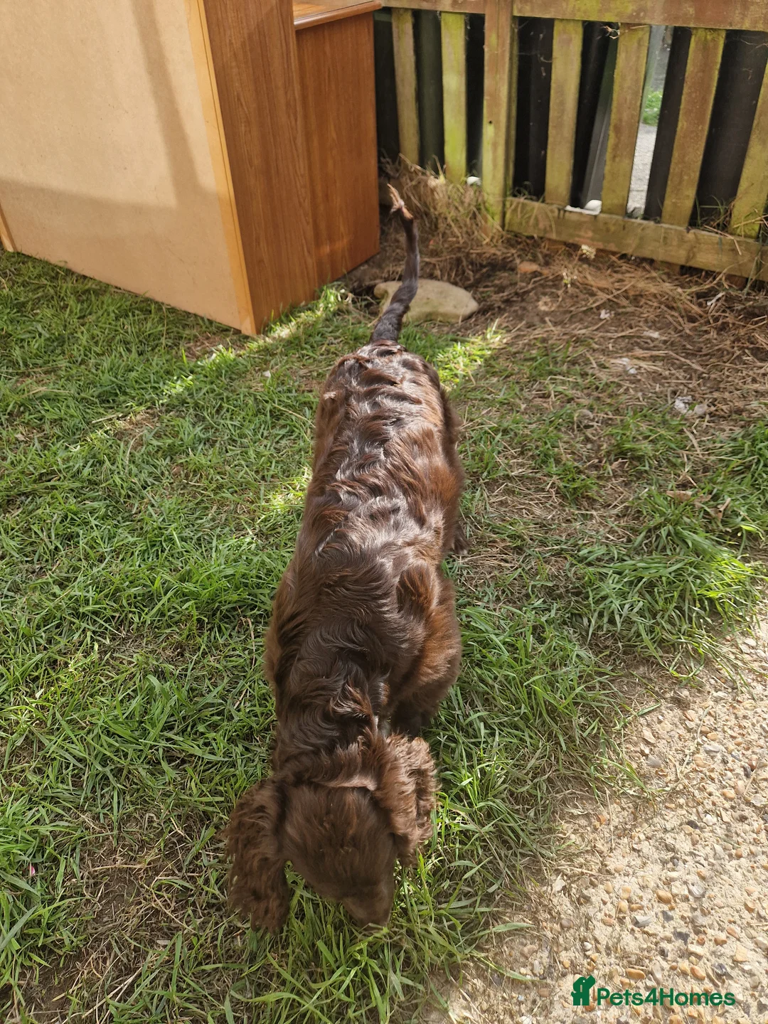 English Springer Spaniel dogs for sale: Kingsley  - Advert 4