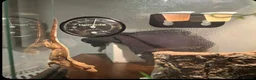 Gecko reptiles for sale: Geko and full tank set up  in Bury - Advert 2