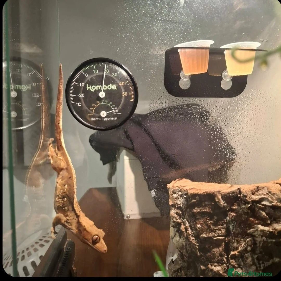 Gecko reptiles for sale: Geko and full tank set up  in Bury - Advert 2