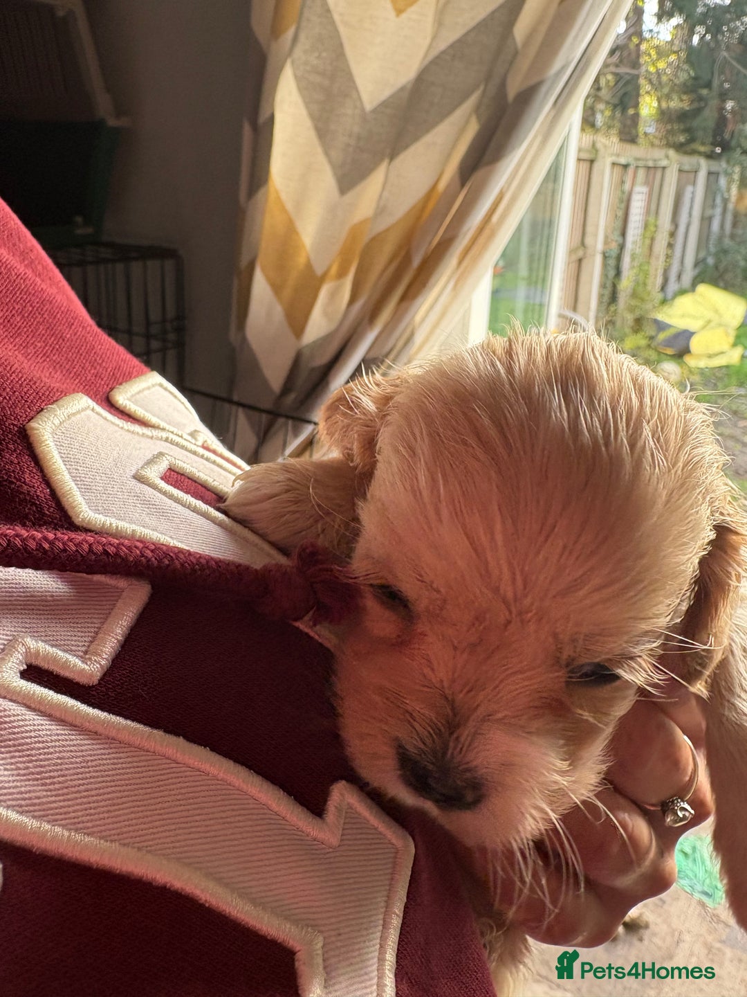 Cockapoo dogs for sale: Beautiful cockapoos - Advert 14