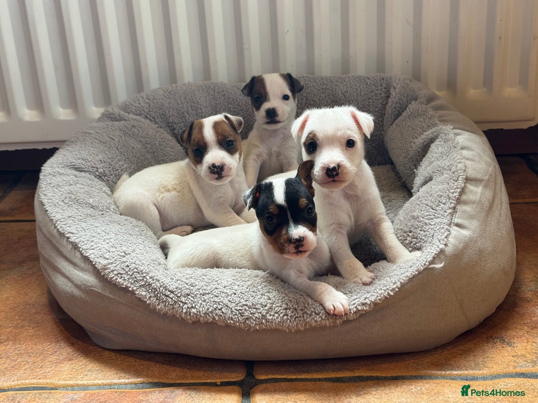 Jack Russell dogs for sale: Jack Russell Puppies - Image 2