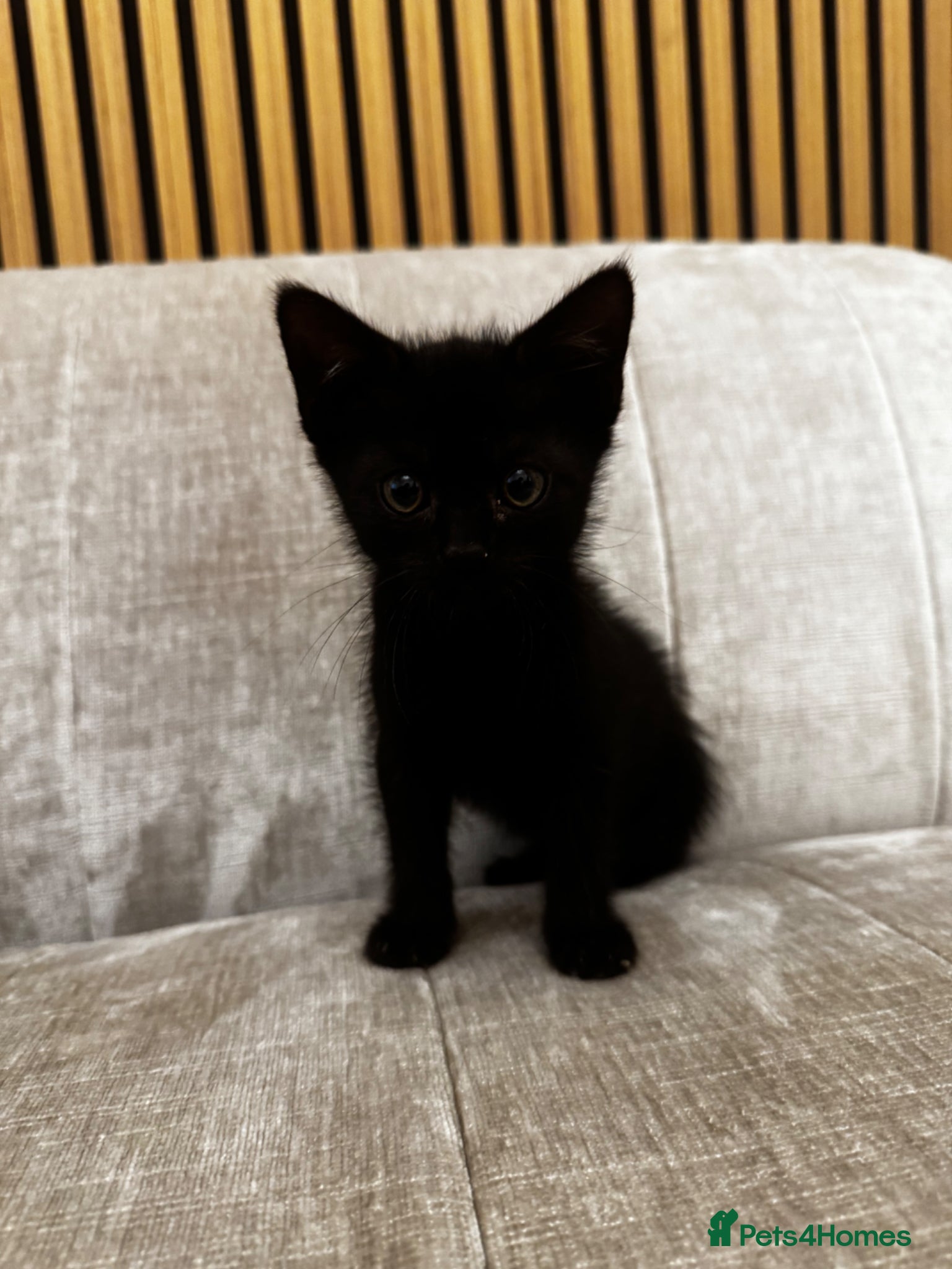 Mixed Breed cats for sale: 5 Beautiful Brown & Black kittens available- Ready - Advert 2