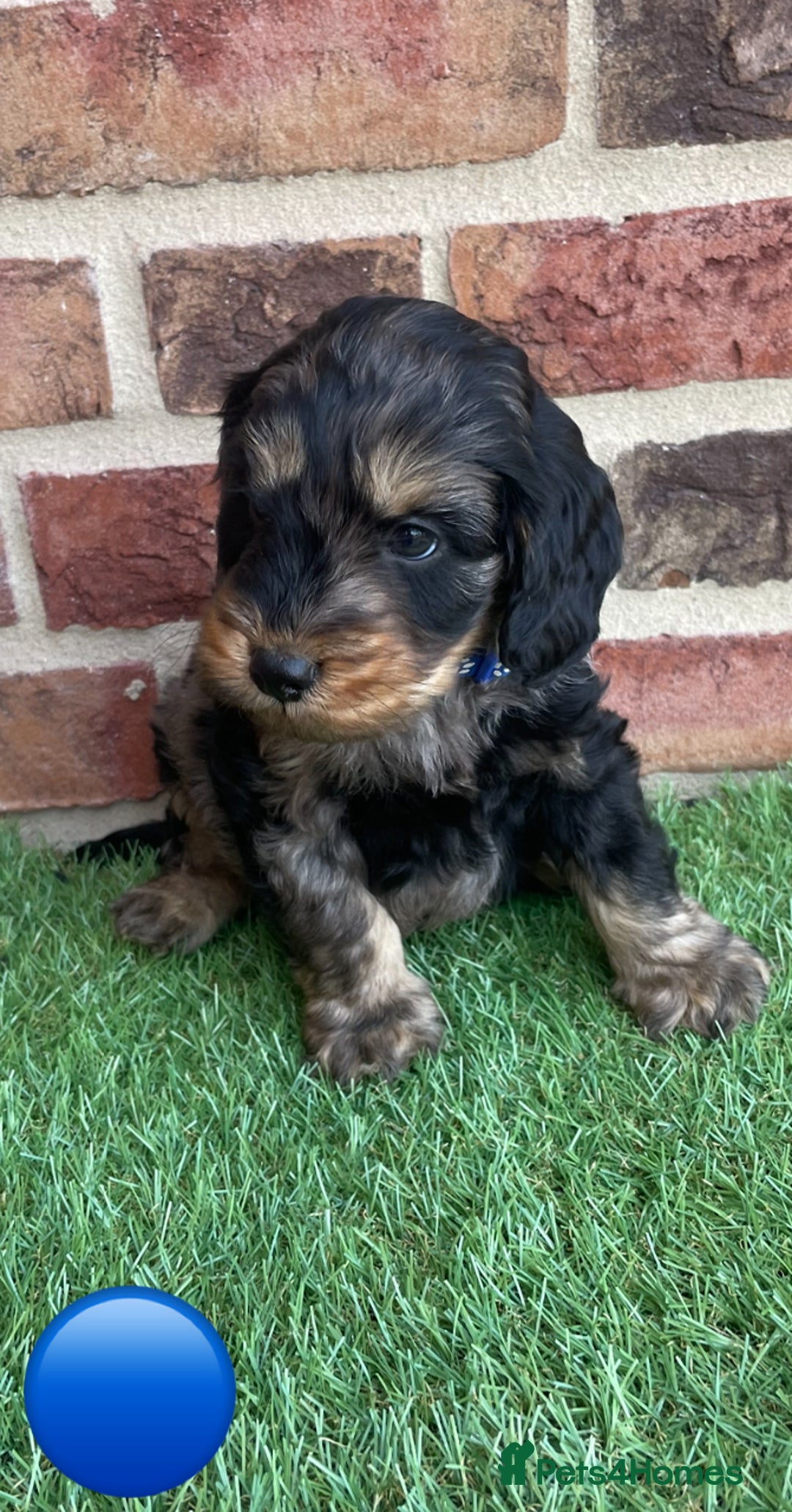 Cockapoo dogs for sale: Ready now. Cockapoos - Image 2