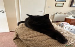 Domestic Shorthair cats for sale: Poppy & Kitty - Image 2