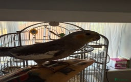 Cockatiels birds for sale: Buddy the cockatiel And cage!  - Image 2